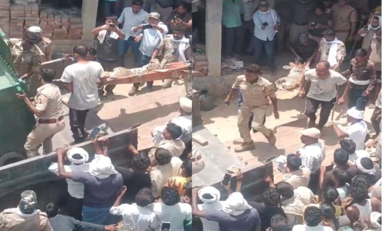 घर में घुसे तेंदुए से दहशत