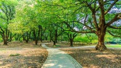 Tree Conservation