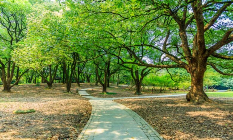 Tree Conservation