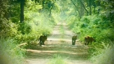Katarniaghat Tiger Cubs