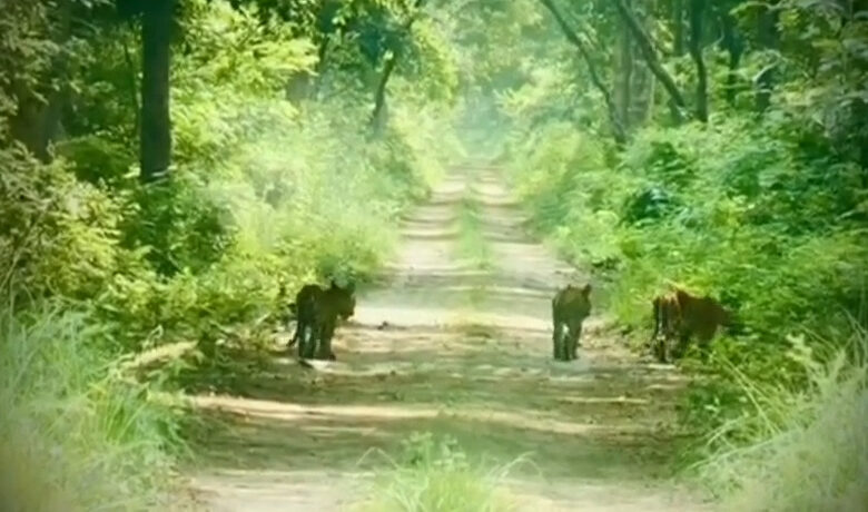 Katarniaghat Tiger Cubs
