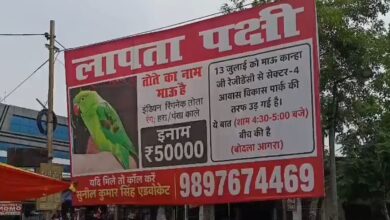 घायल तोते की कहानी