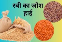 कुसुम पर सबसे बड़ा इजाफा