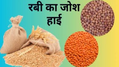 कुसुम पर सबसे बड़ा इजाफा